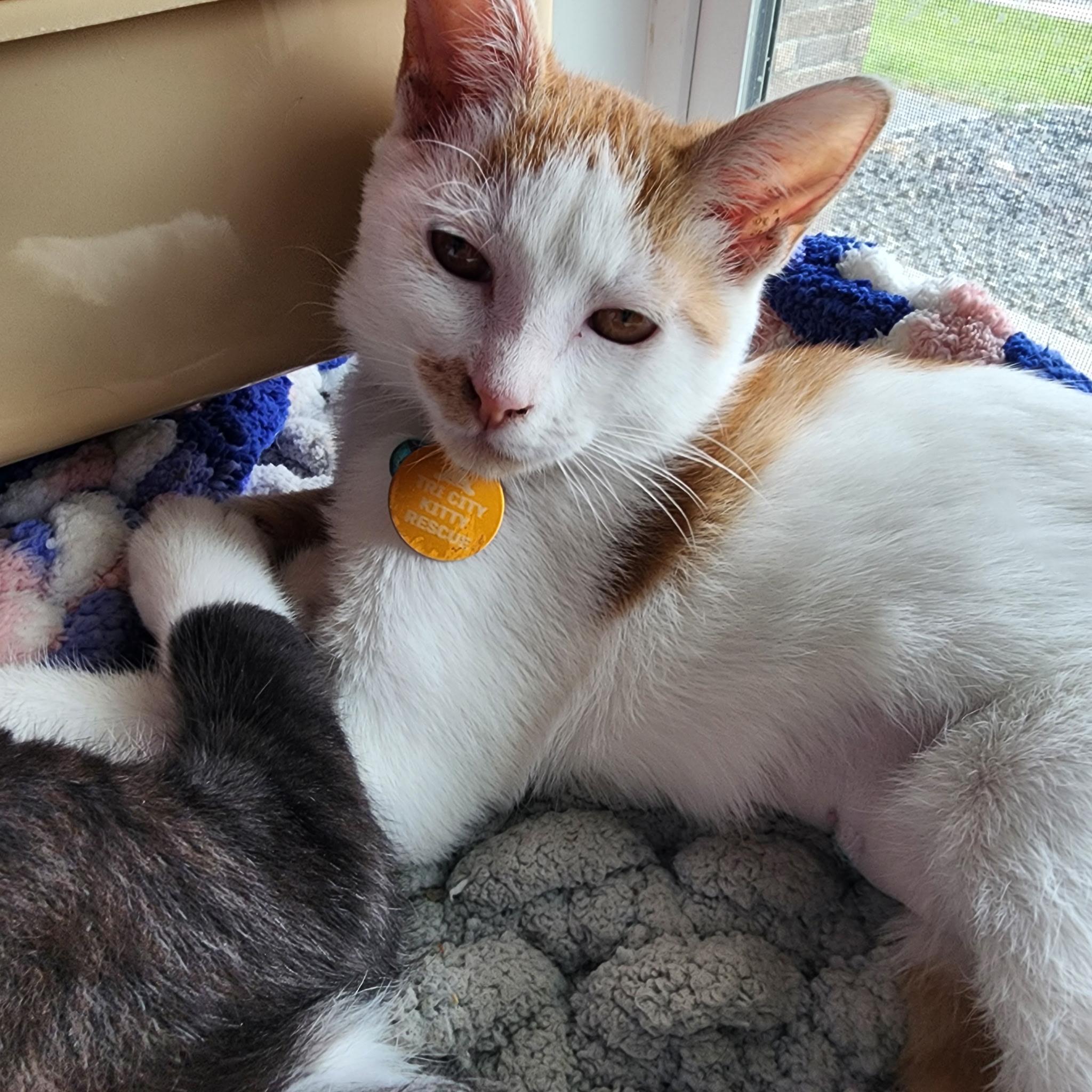 Enlarge Benny Girl, a Adoptable Domestic Short Hair in Pasco, WA image 3/6