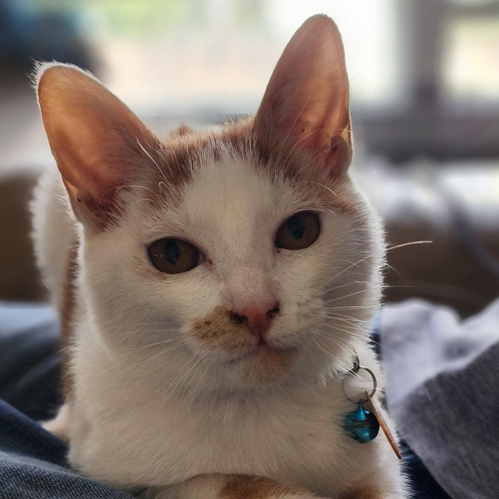 Enlarge Benny Girl, a Adoptable Domestic Short Hair in Pasco, WA image 4/6