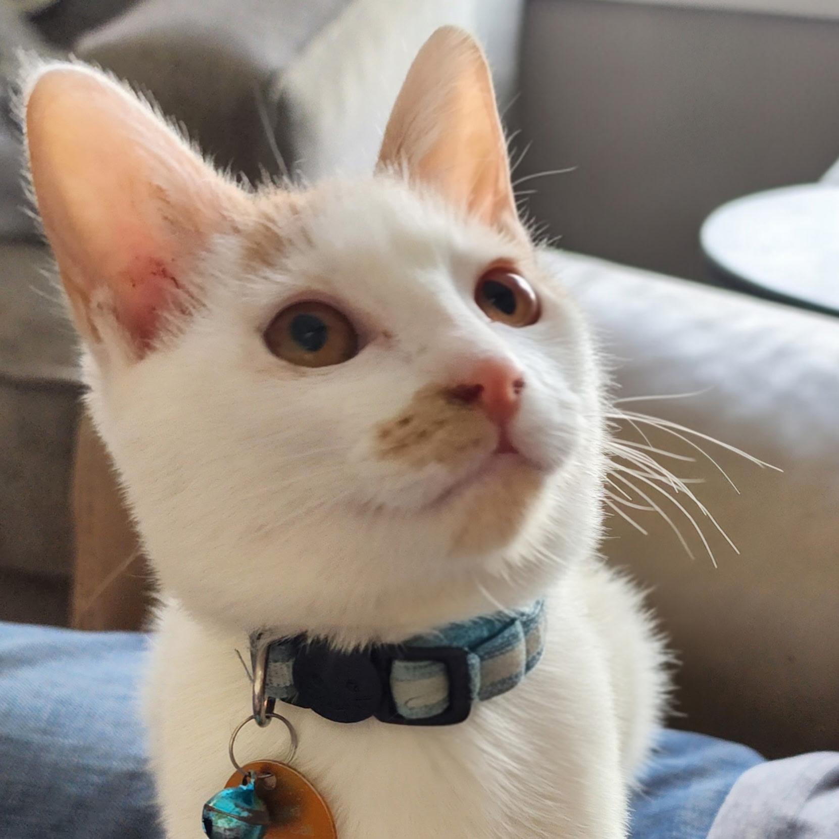 Enlarge Benny Girl, a Adoptable Domestic Short Hair in Pasco, WA image 6/6
