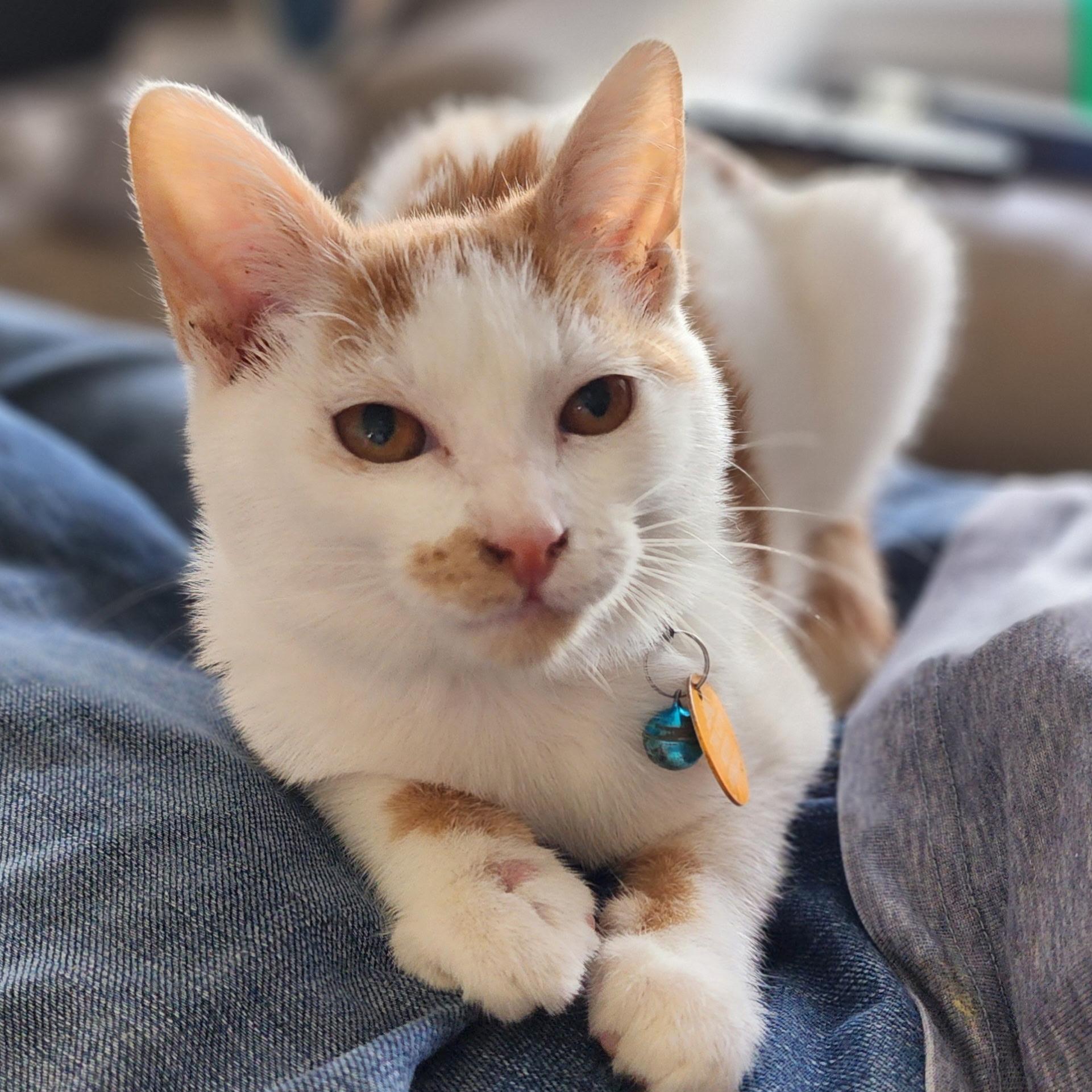 Enlarge Benny Girl, a Adoptable Domestic Short Hair in Pasco, WA image 2/6