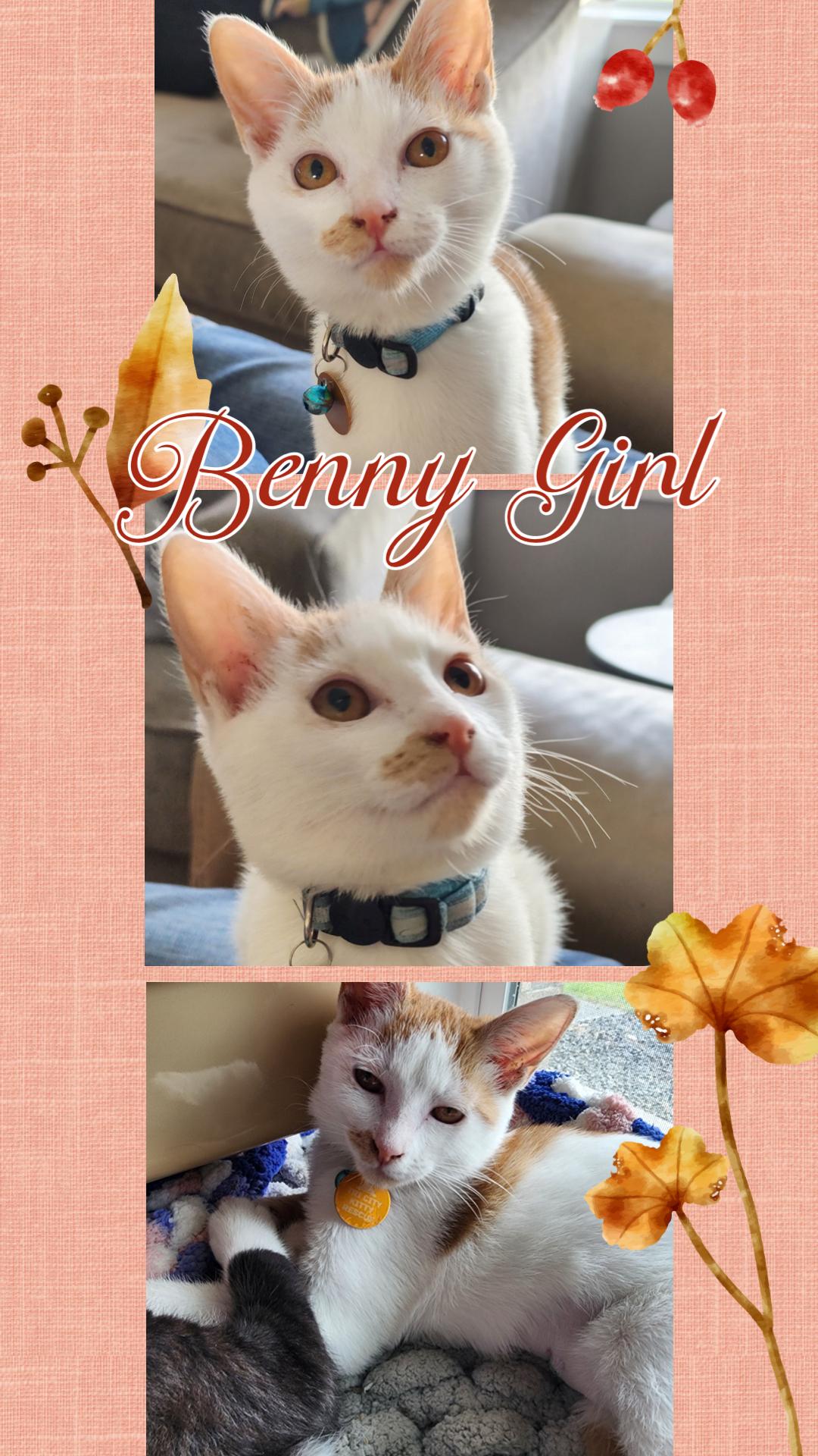 Enlarge Benny Girl, a Adoptable Domestic Short Hair in Pasco, WA image 1/6