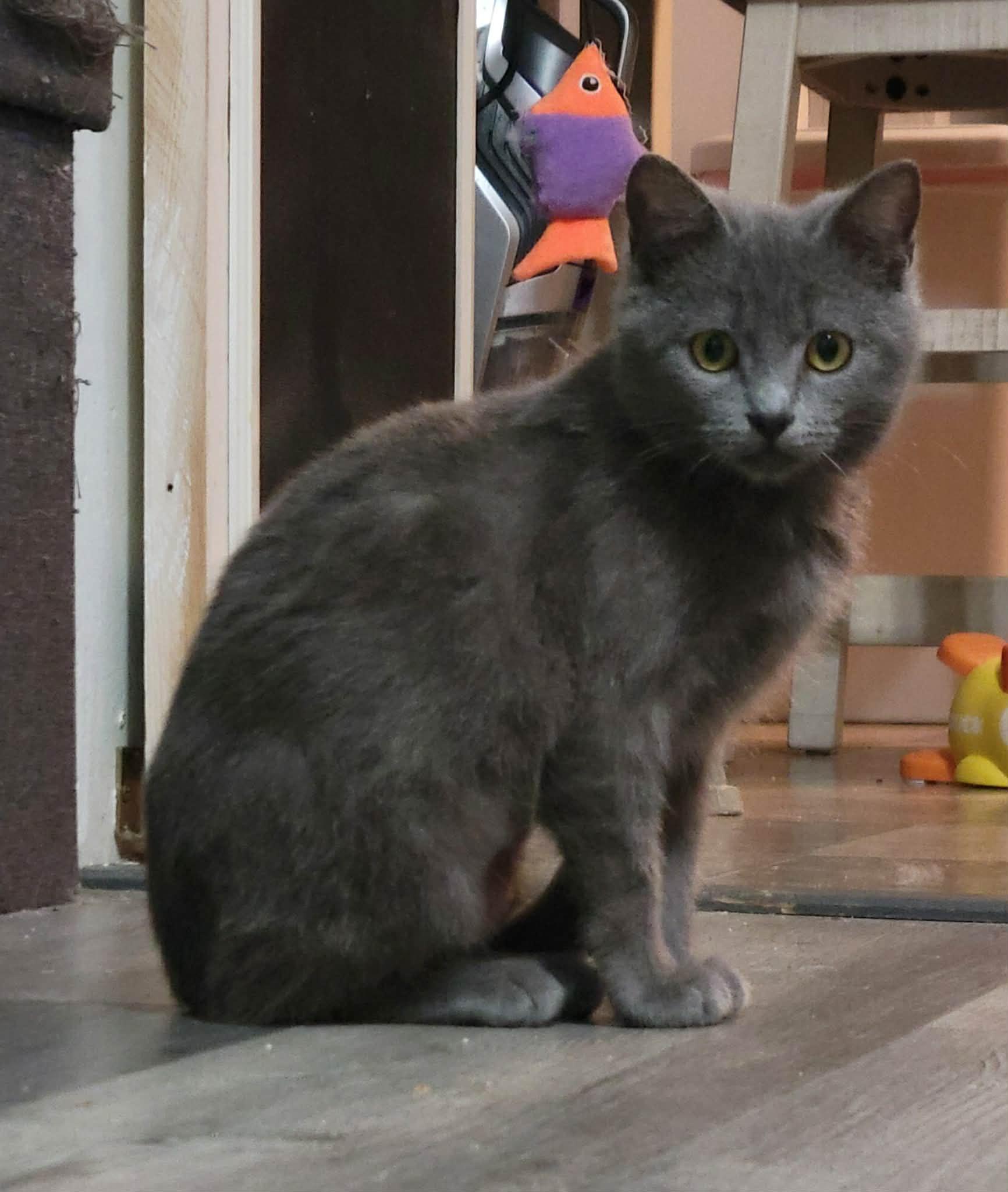 Enlarge Natasha, an adopted Russian Blue in LaPlace, LA image 5/6