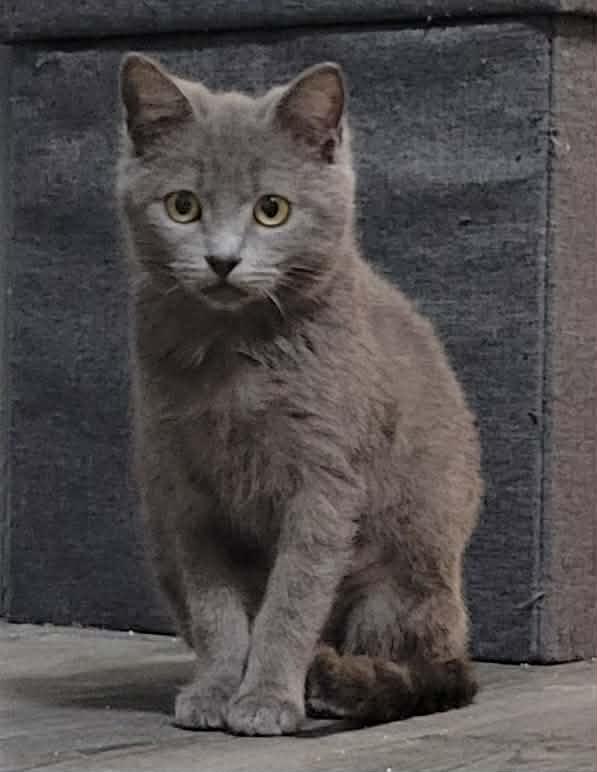 Enlarge Natasha, an adopted Russian Blue in LaPlace, LA image 3/6