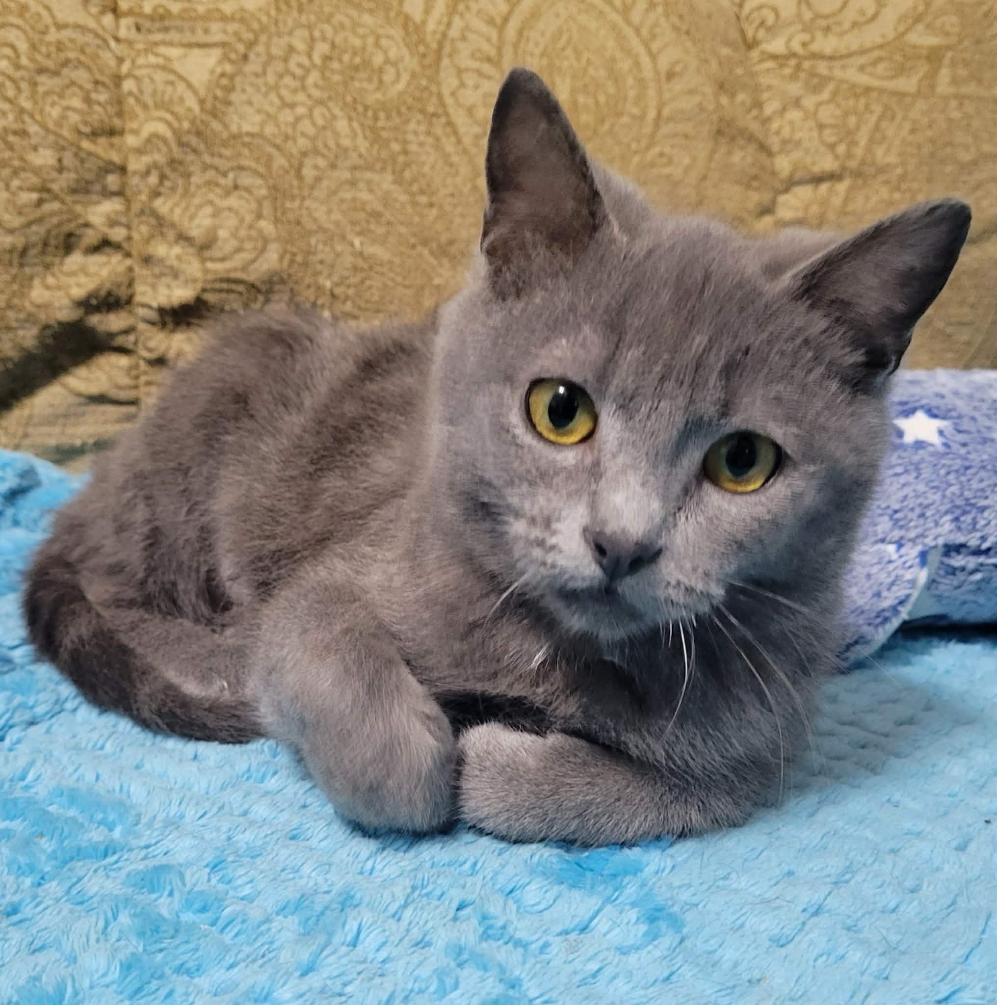 Enlarge Natasha, an adopted Russian Blue in LaPlace, LA image 2/6