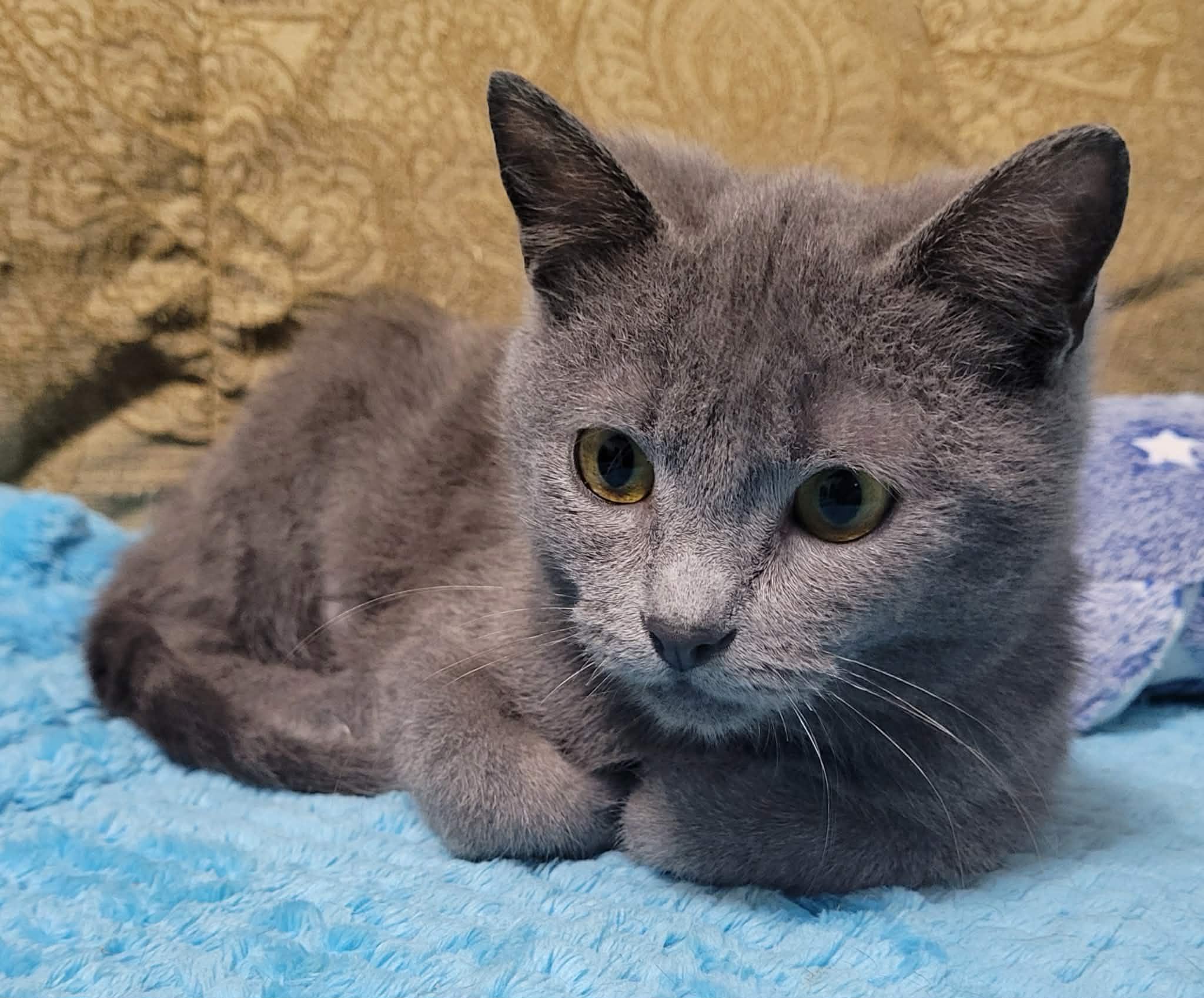 Natasha, adopted, Kitten Female Russian Blue.