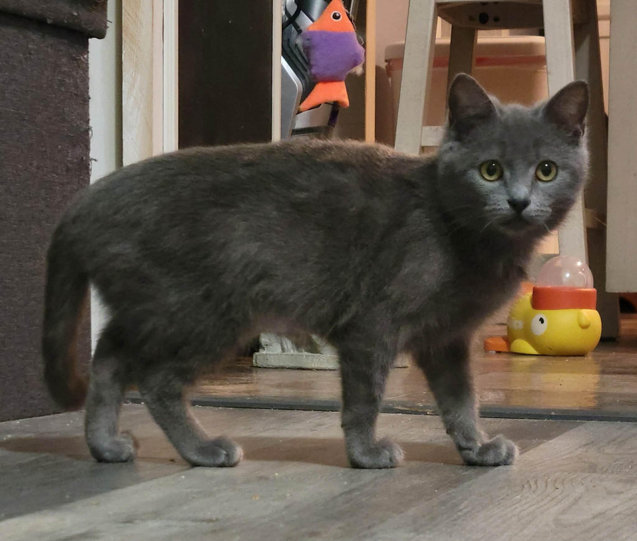 Enlarge Natasha, an adopted Russian Blue in LaPlace, LA image 4/6