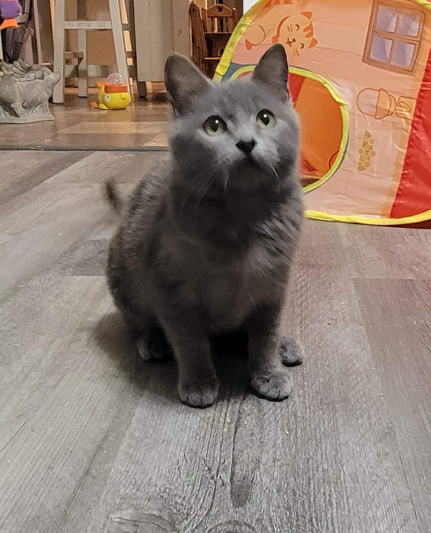 Enlarge Natasha, an adopted Russian Blue in LaPlace, LA image 6/6