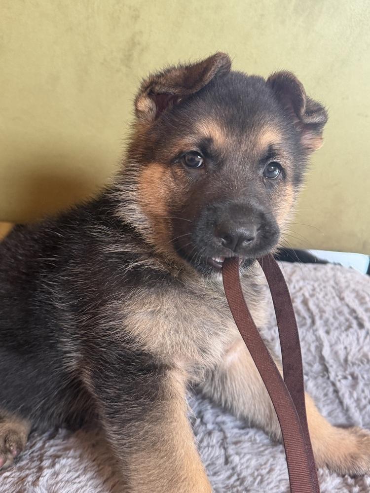 Puppy Norland, Adoptable, Puppy Male German Shepherd Dog.
