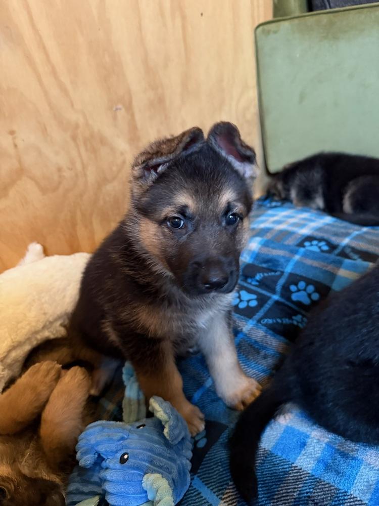 Enlarge Puppy Norland, a Adoptable German Shepherd Dog in Fulton, CA image 3/4