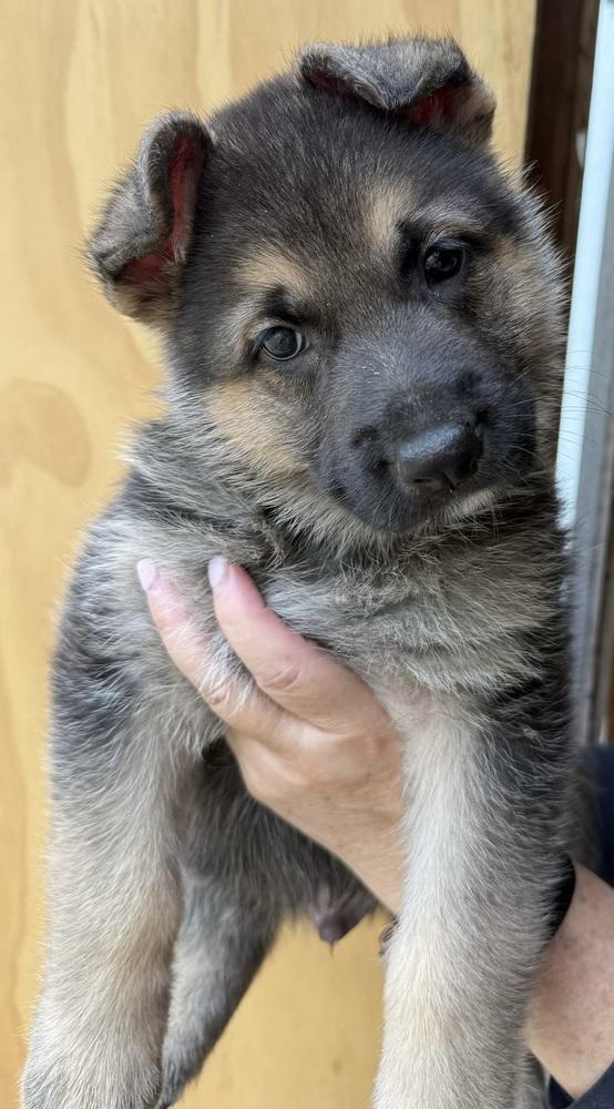 Enlarge Puppy Norland, a Adoptable German Shepherd Dog in Fulton, CA image 4/4