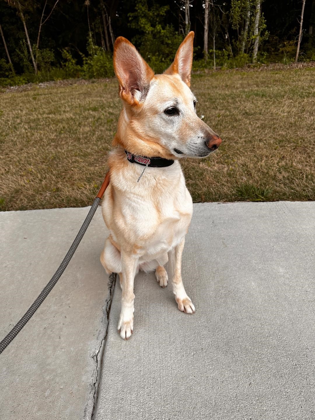 Leia (Courtesy post), Adopted, Adult Female Yellow Labrador Retriever & German Shepherd Dog.