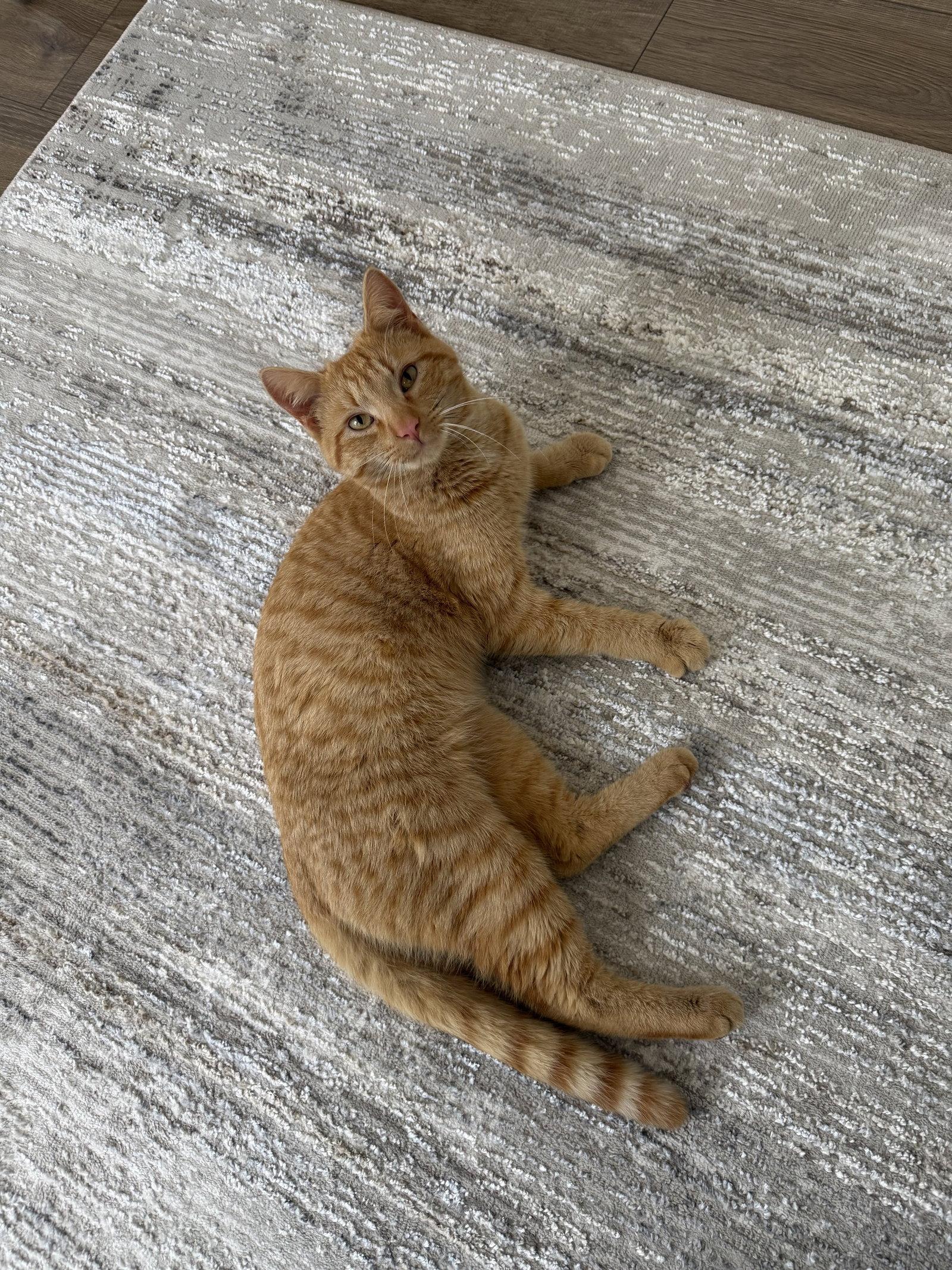 Enlarge Ginger, a Adoptable Domestic Short Hair in Lake Saint Louis, MO image 1/2