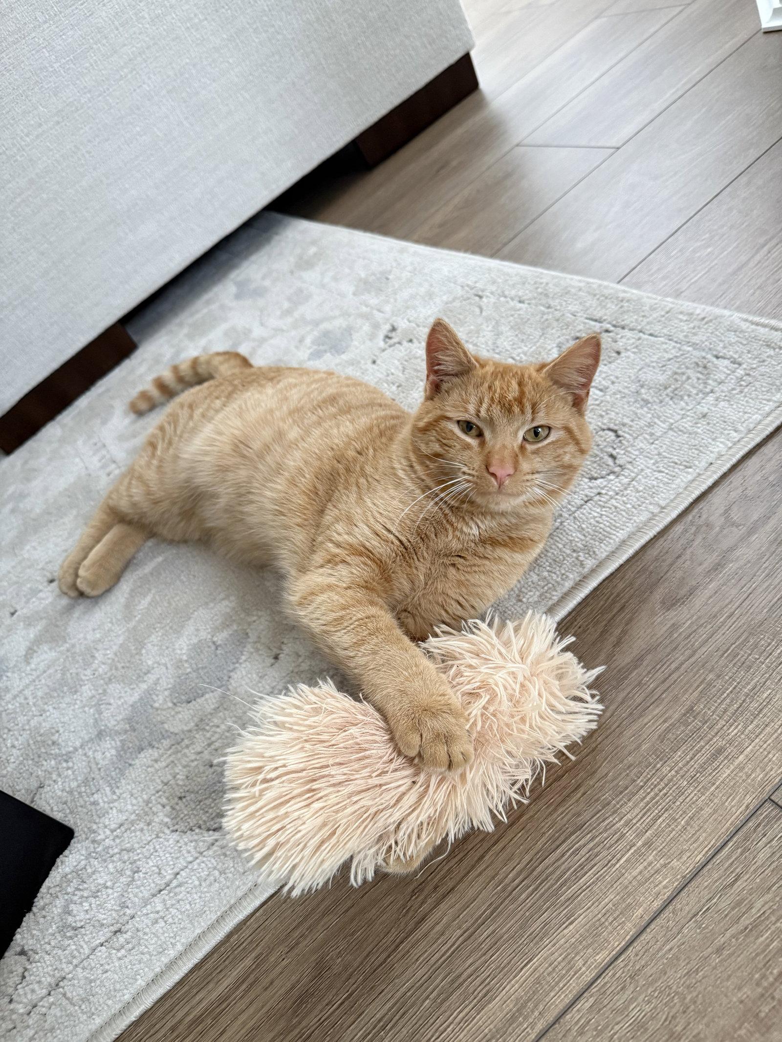 Enlarge Ginger, a Adoptable Domestic Short Hair in Lake Saint Louis, MO image 2/2