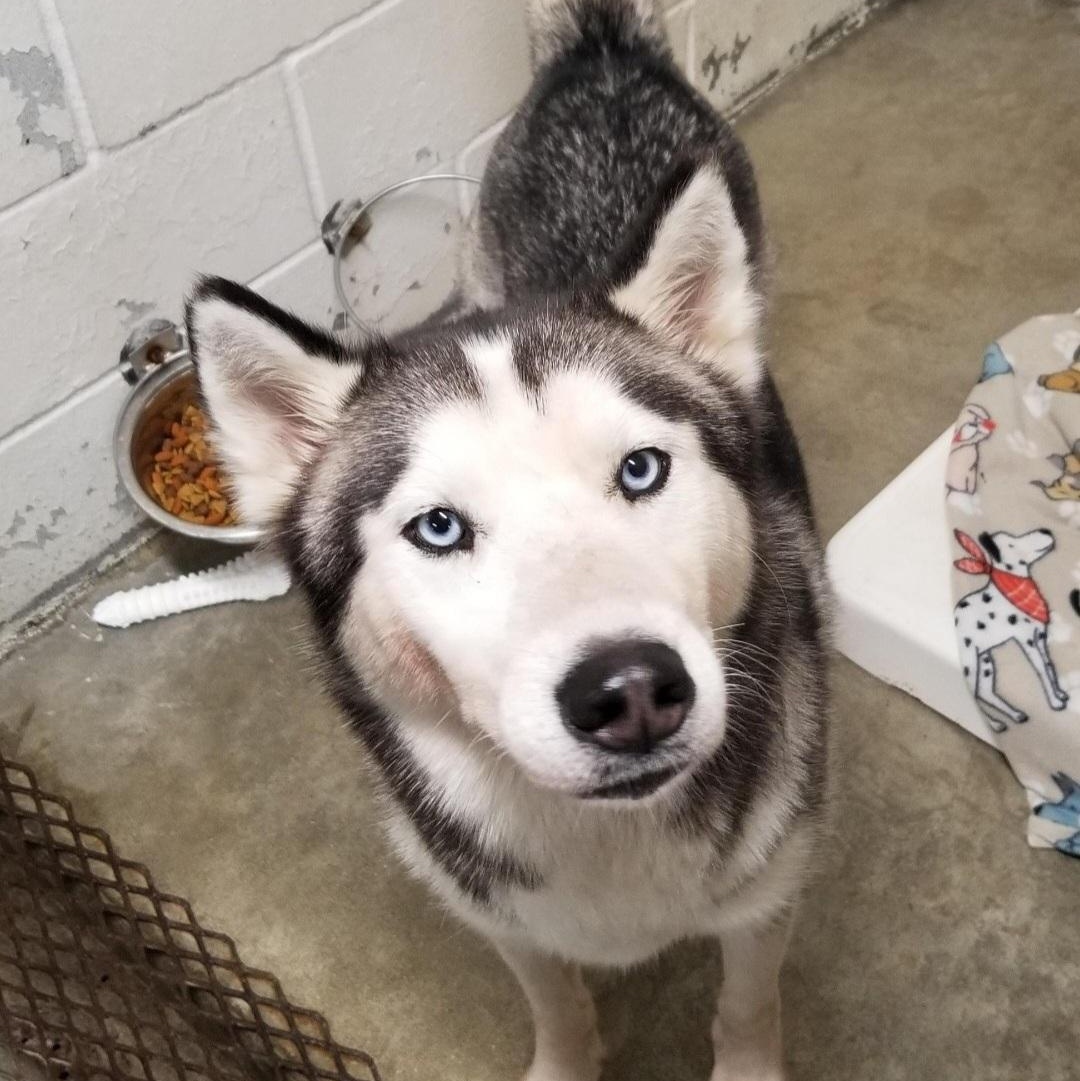 Enlarge FARGO, a Adoptable Siberian Husky in Seymour, IN image 4/4