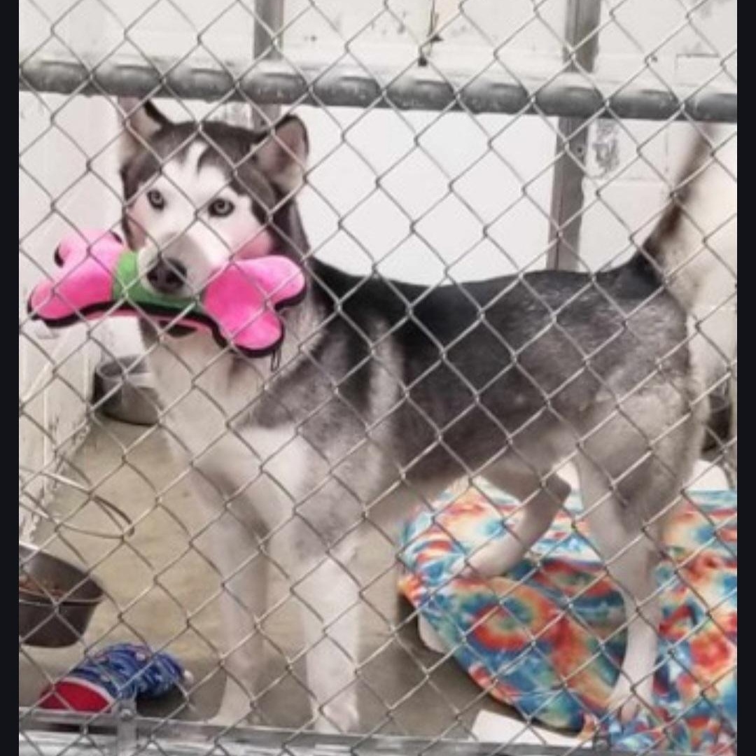 Enlarge FARGO, a Adoptable Siberian Husky in Seymour, IN image 1/4