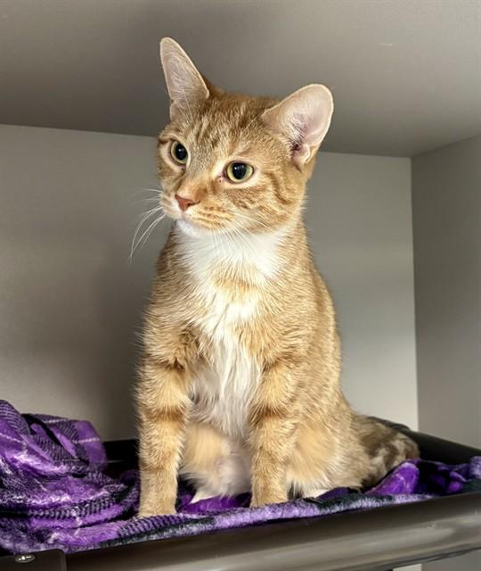DAISIE, Adoptable, Young Female Domestic Short Hair.