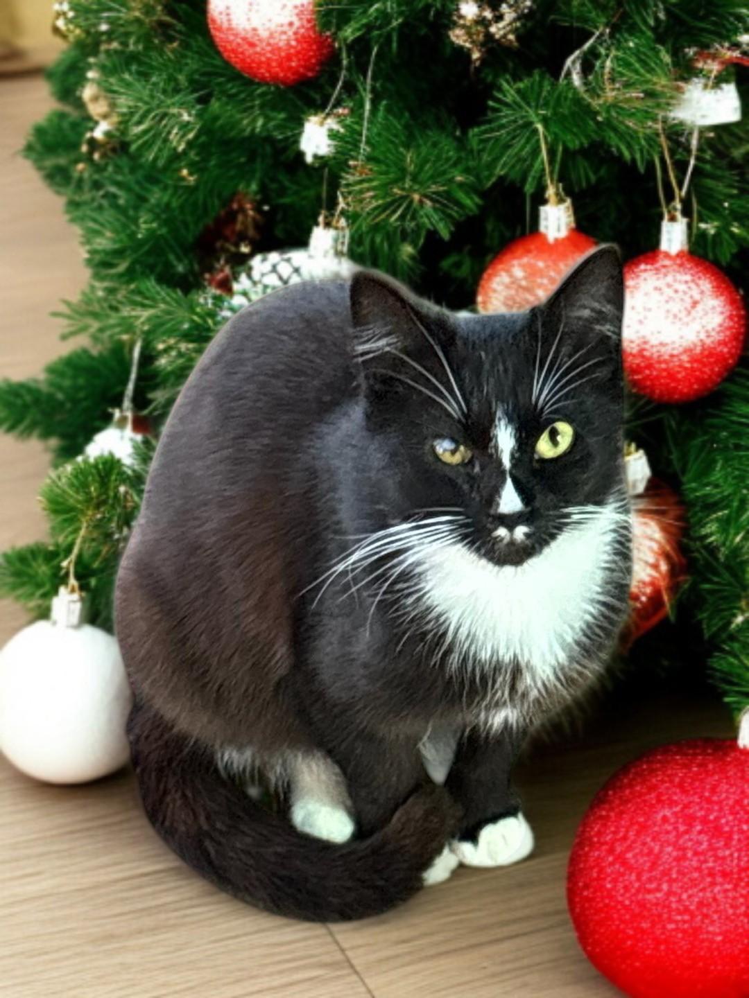 Gia — Graceful, Gentle, and Ready for Her Forever Home