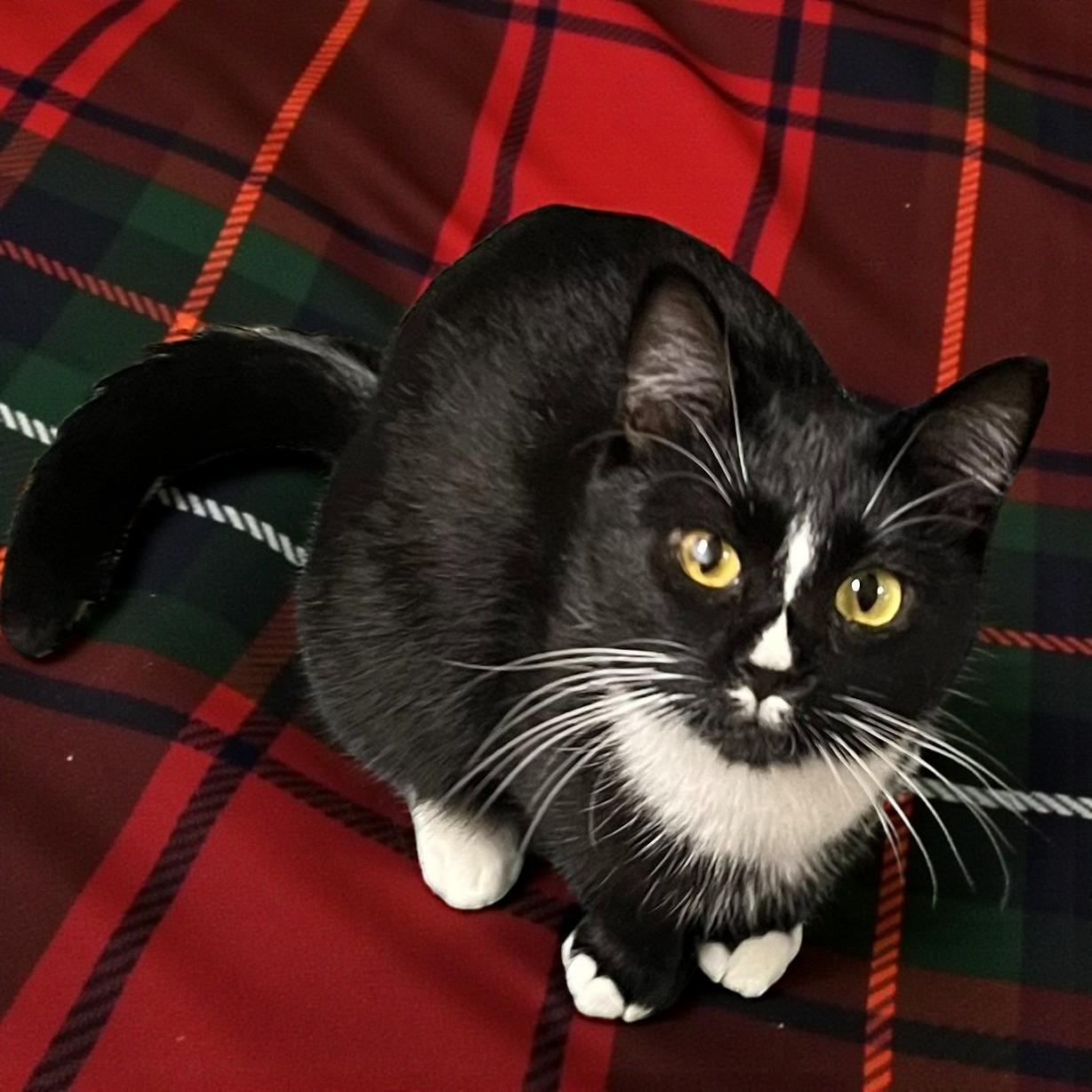 Gia — Graceful, Gentle, and Ready for Her Forever Home