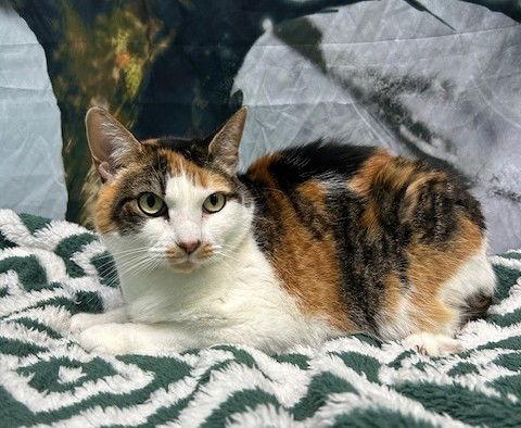 Enlarge 251527  Carson, a Adoptable Domestic Short Hair in Wetumpka, AL image 1/2