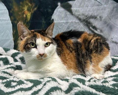 Enlarge 251527  Carson, a Adoptable Domestic Short Hair in Wetumpka, AL image 2/2