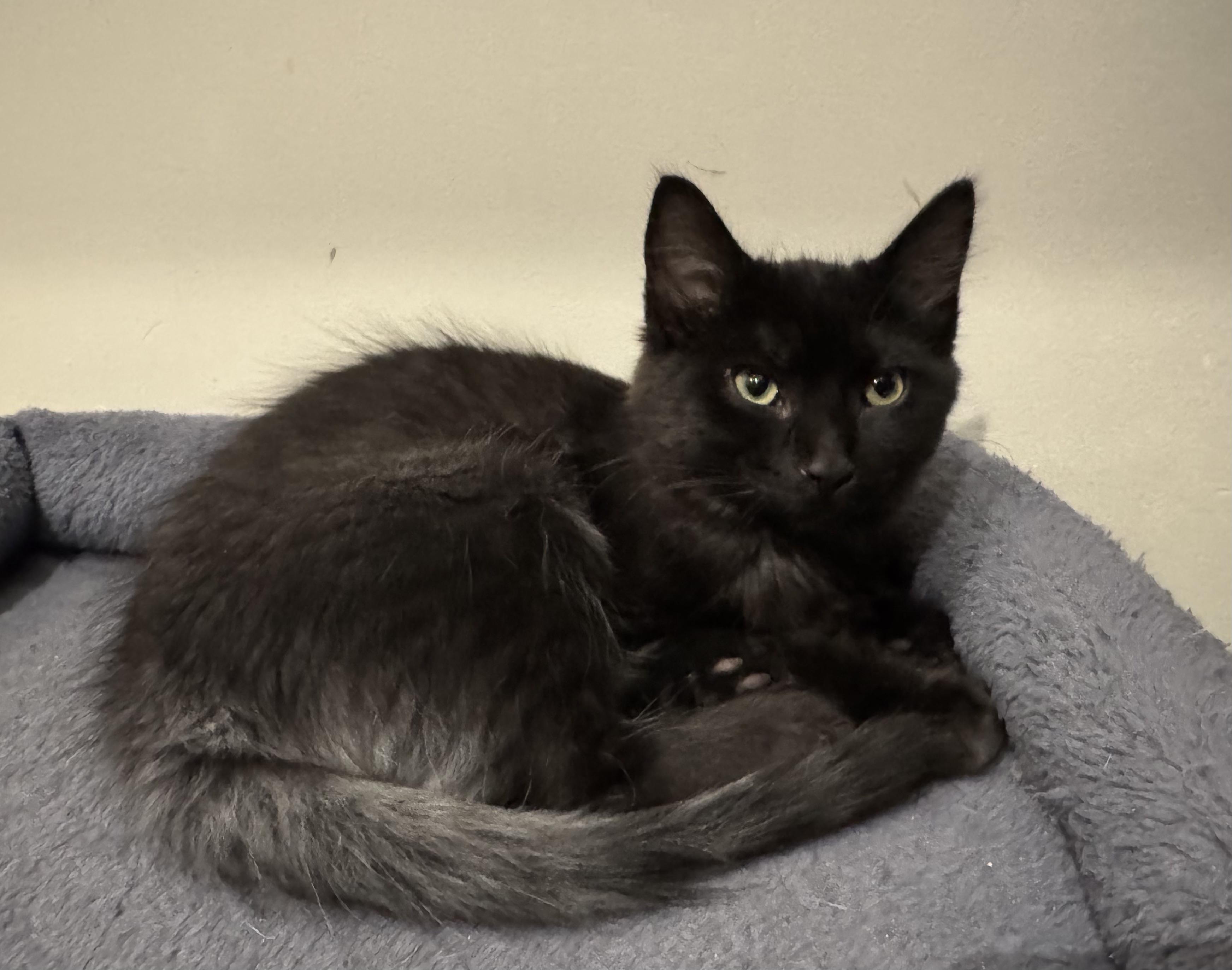 Enlarge Dyson, a Adoptable Domestic Medium Hair in Pickering, ON image 1/2