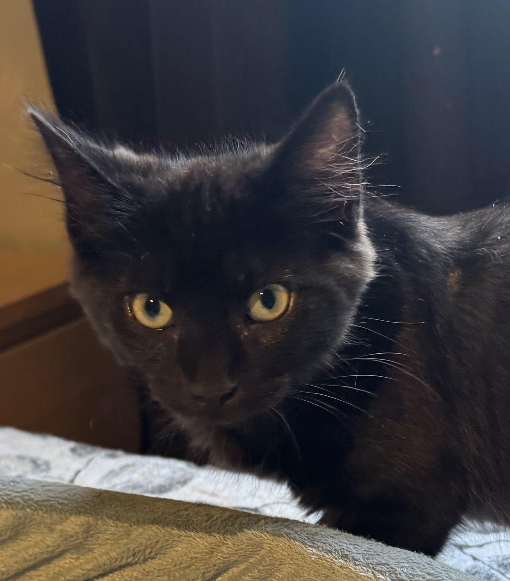 Enlarge Dyson, a Adoptable Domestic Medium Hair in Pickering, ON image 2/2