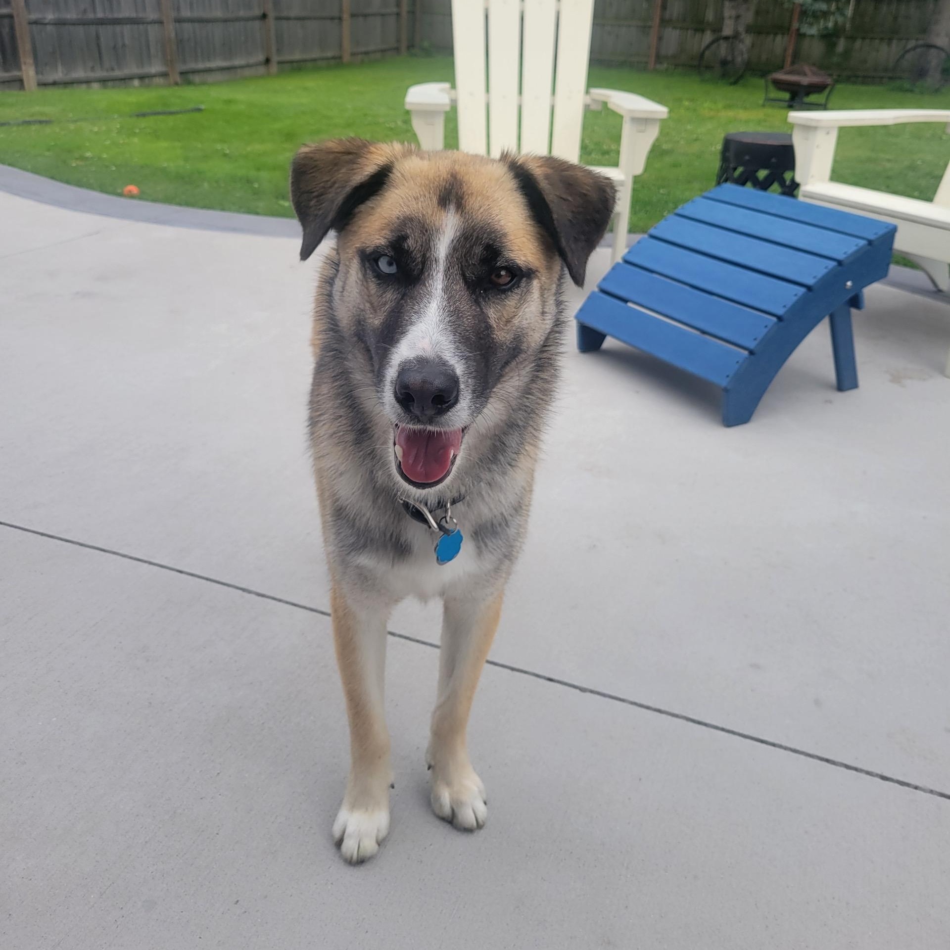 Jax, ADOPTABLE, Young Male Husky.