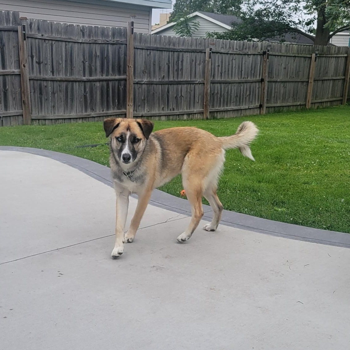 Jax, a ADOPTABLE mixed breed in Cedarburg, WI image 2/6
