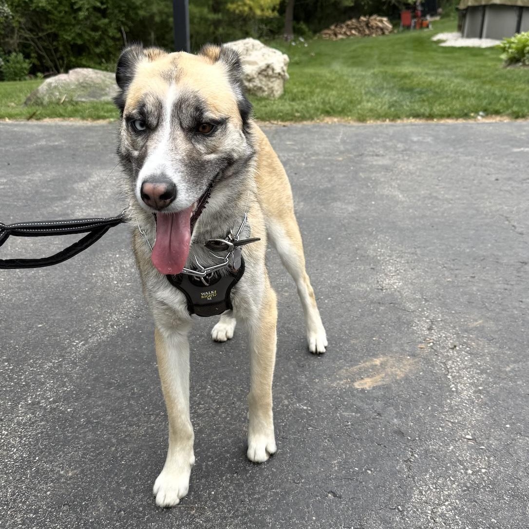 Jax, a ADOPTABLE mixed breed in Cedarburg, WI image 6/6