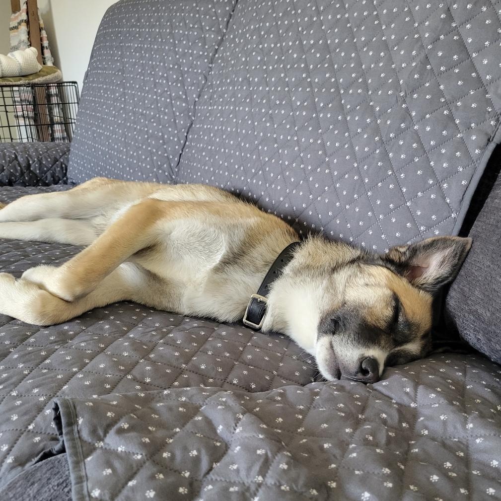 Jax, a ADOPTABLE mixed breed in Cedarburg, WI image 5/6