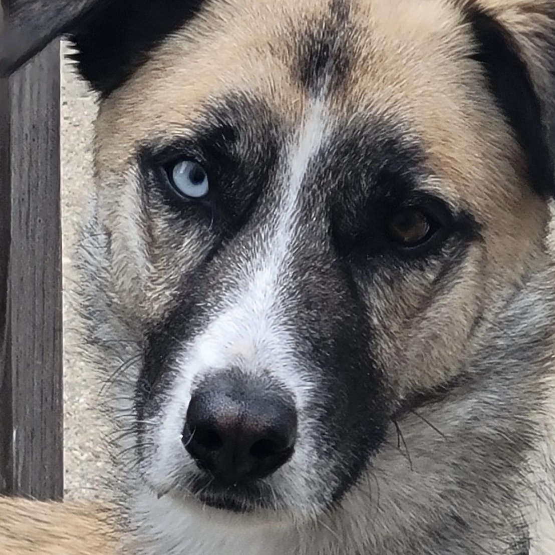 Jax, a ADOPTABLE mixed breed in Cedarburg, WI image 4/6