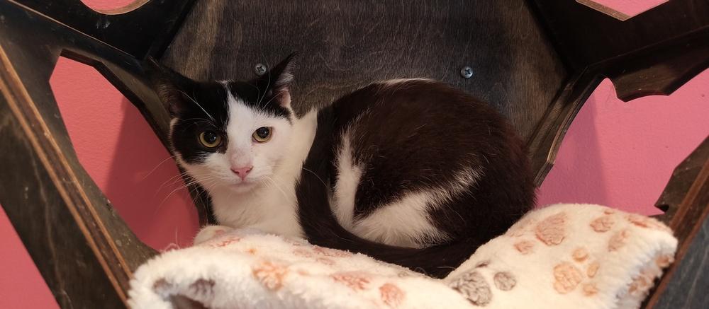 Firebolt, Adoptable, Young Male Domestic Short Hair.