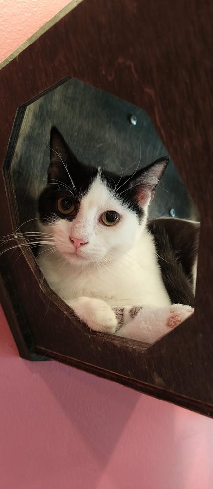 Enlarge Firebolt, a Adoptable Domestic Short Hair in Wheaton, IL image 2/3