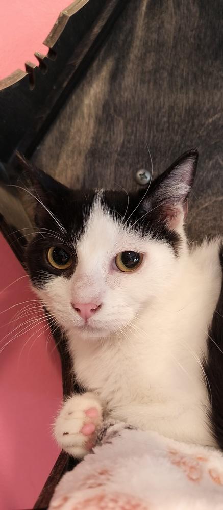 Enlarge Firebolt, a Adoptable Domestic Short Hair in Wheaton, IL image 3/3