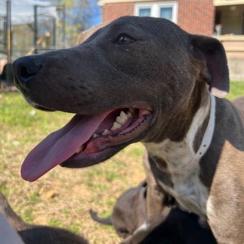 Rose — thumbnail 2