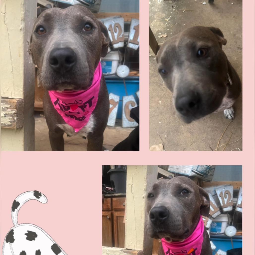 Rose — thumbnail 3