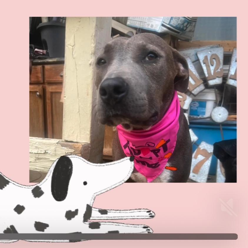 Rose — thumbnail 4