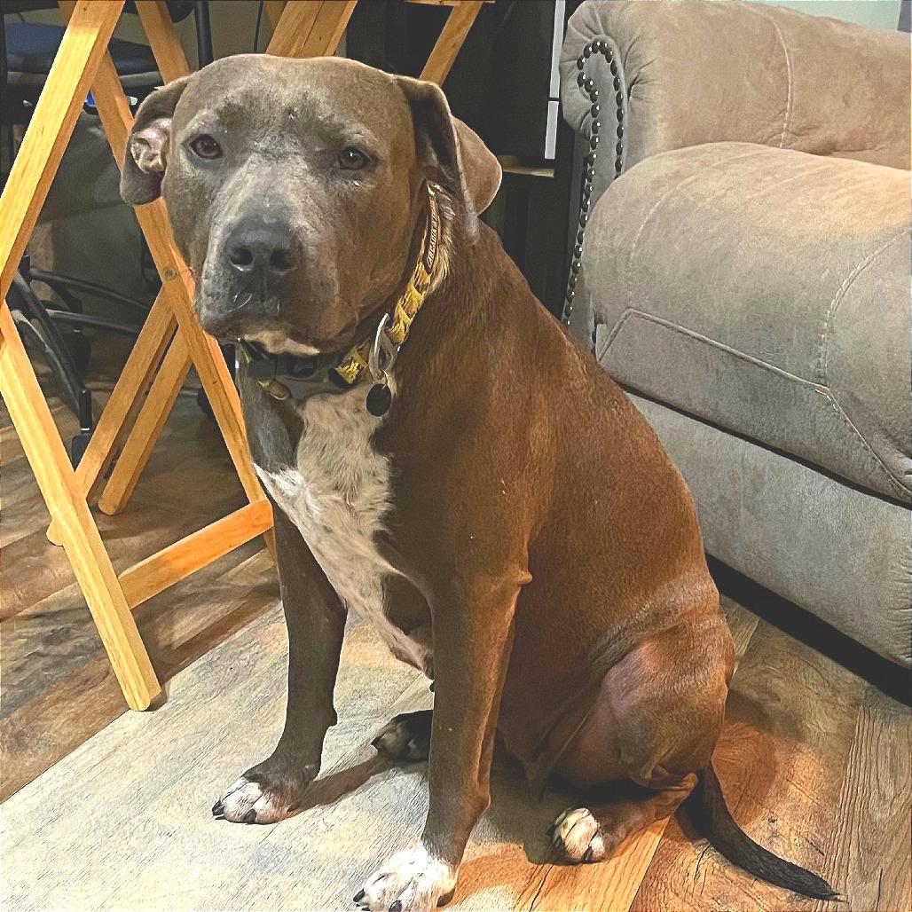 Rose — thumbnail 6