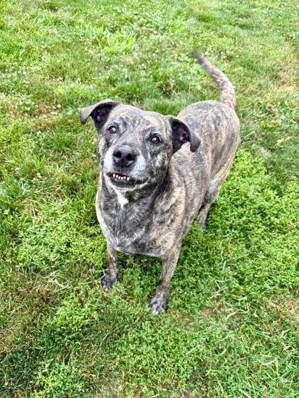 Enlarge Betty, a Adoptable Mixed Breed in Vienna, OH image 1/1