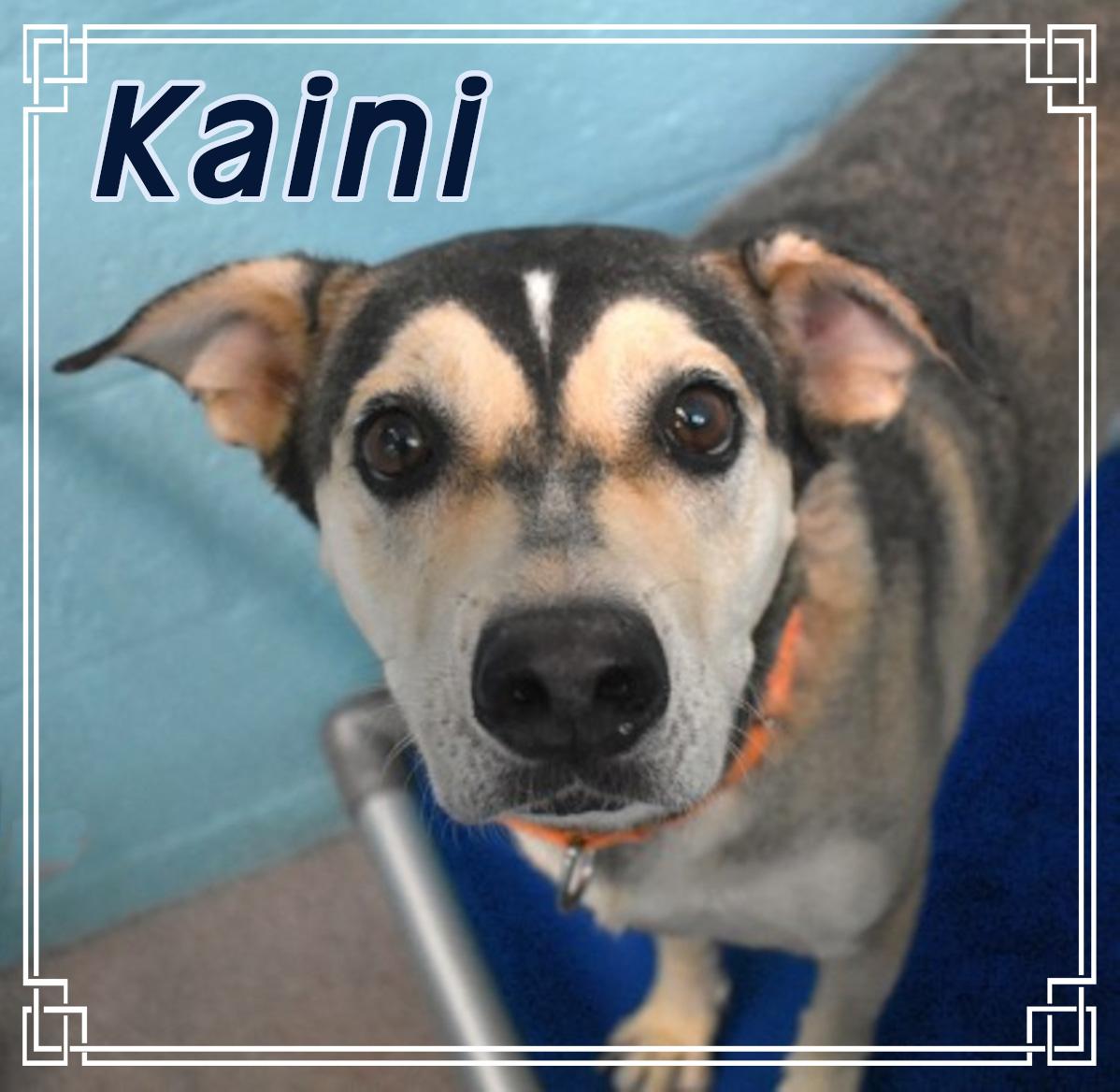 Kiani, Adoptable, Young Female Australian Shepherd.