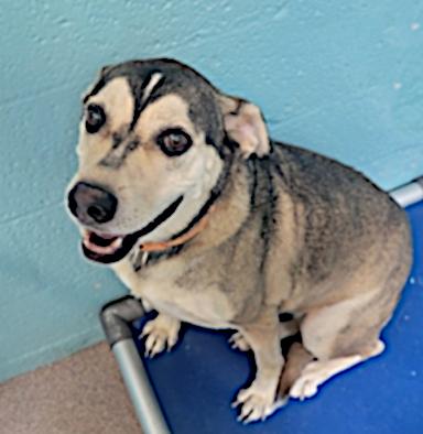 Kiani, a Adoptable mixed breed in Flagstaff, AZ image 2/2