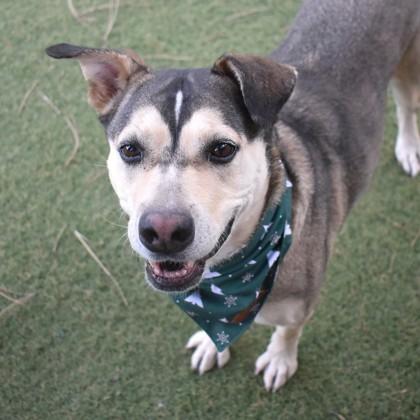 Enlarge Kiani, a Adoptable mixed breed in Flagstaff, AZ image 1/3