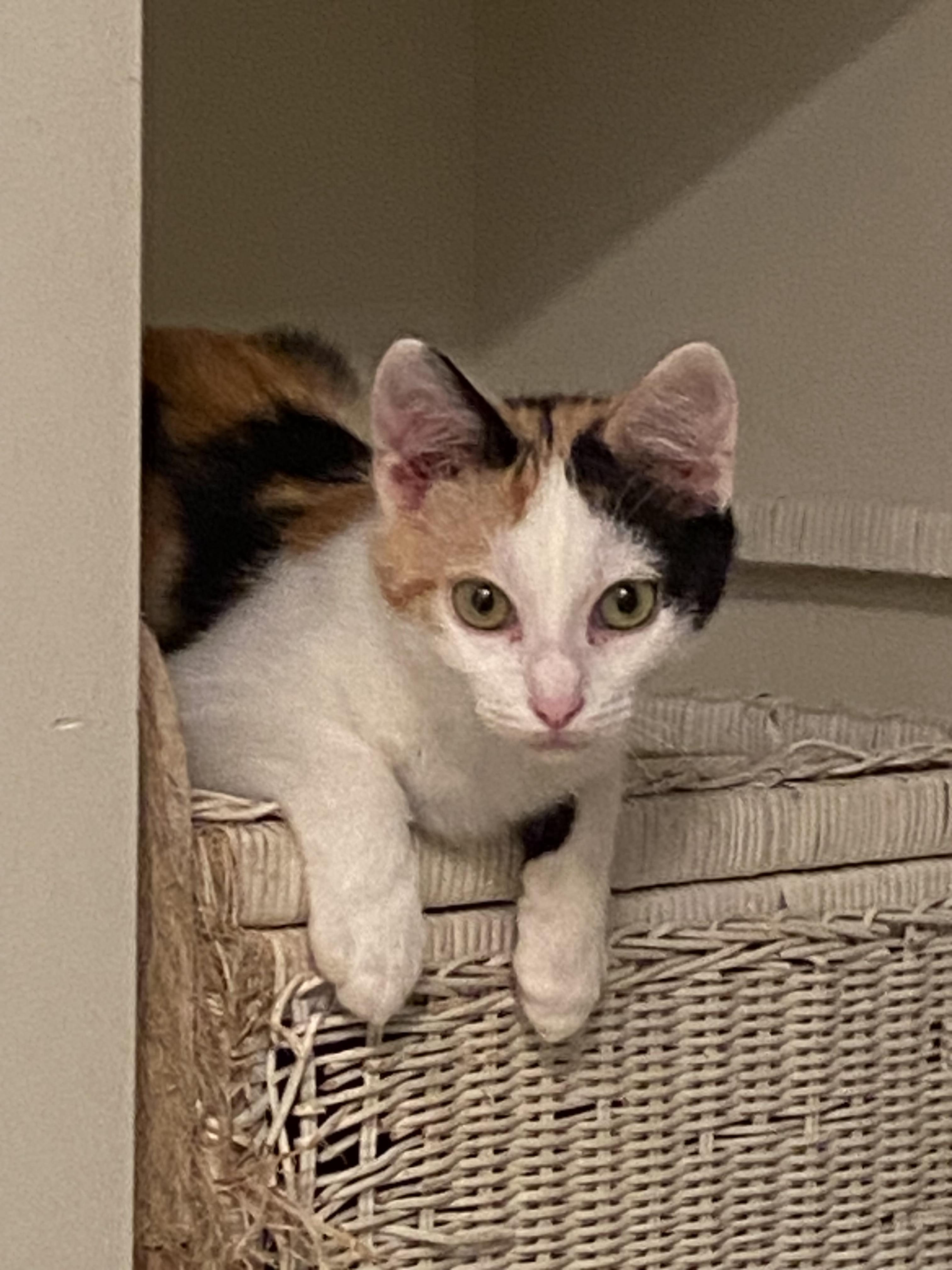 Indie, a Adoptable Domestic Short Hair in Pinson, AL image 1/6