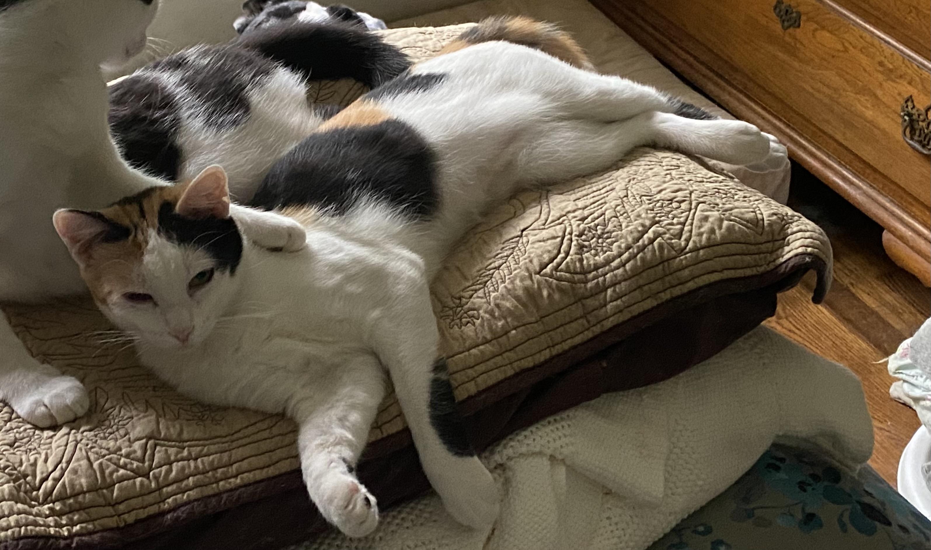 Indie, a Adoptable Domestic Short Hair in Pinson, AL image 3/6