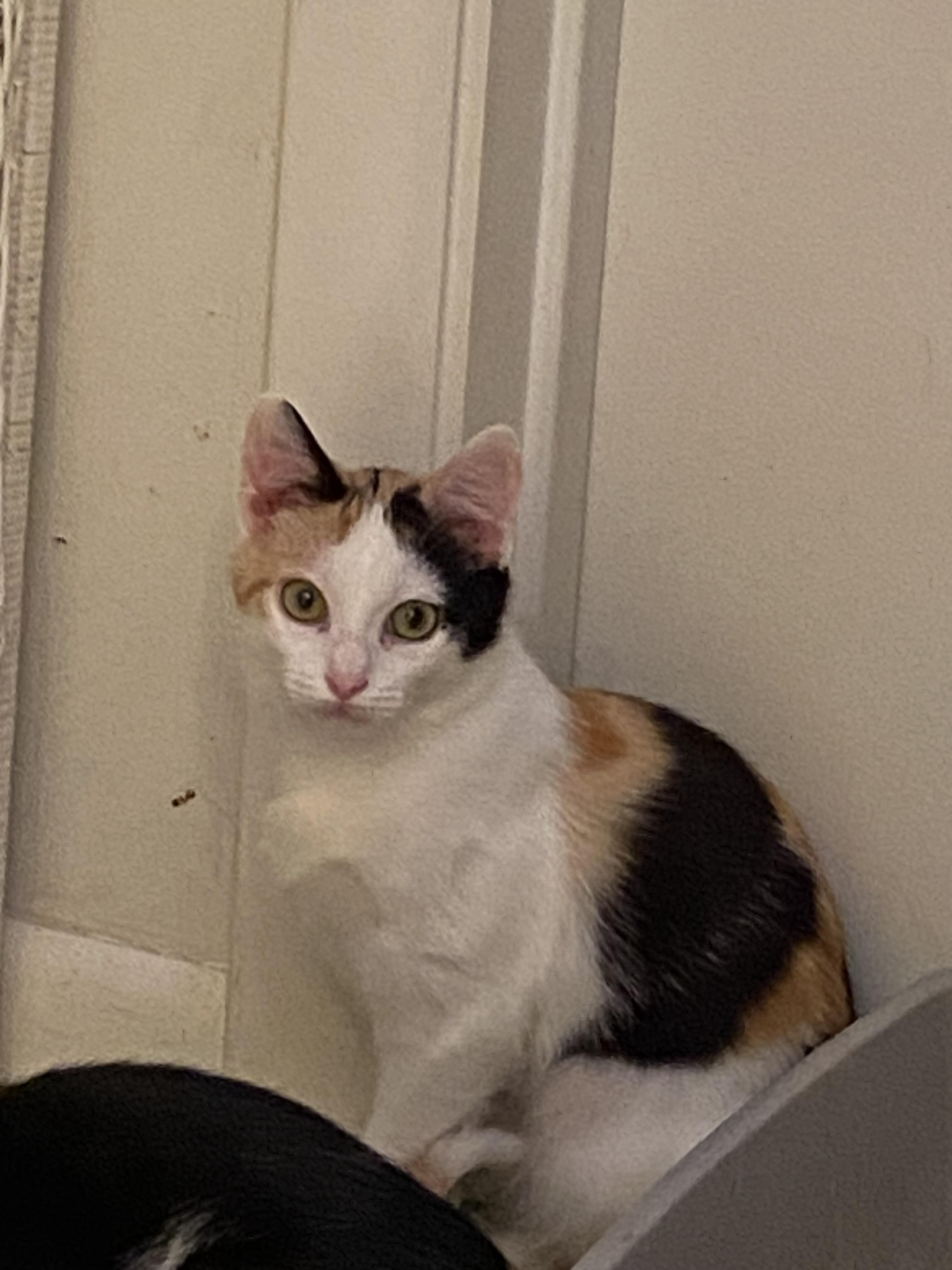 Indie, a Adoptable Domestic Short Hair in Pinson, AL image 4/6