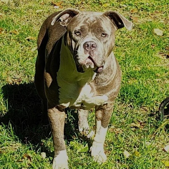 Enlarge Freya, a Adoptable American Bully in Old Lyme, CT image 2/3