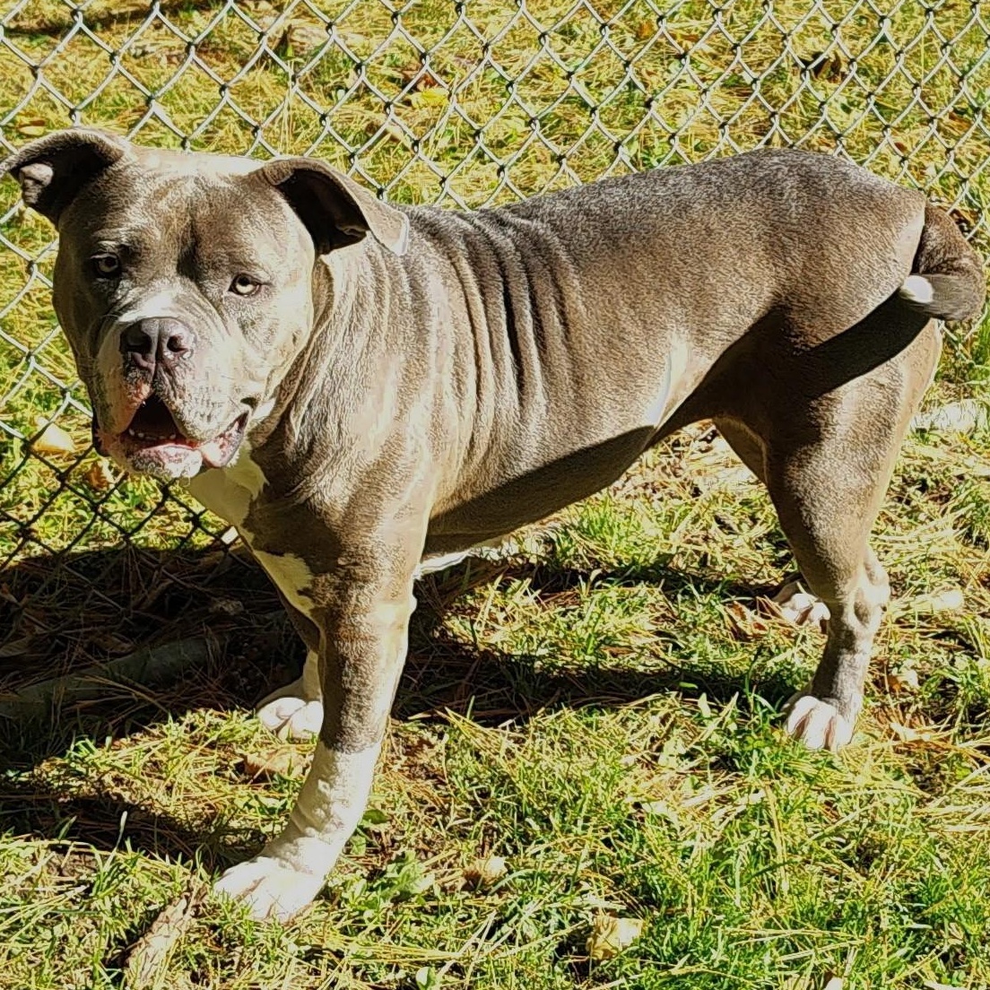 Enlarge Freya, a Adoptable American Bully in Old Lyme, CT image 3/3