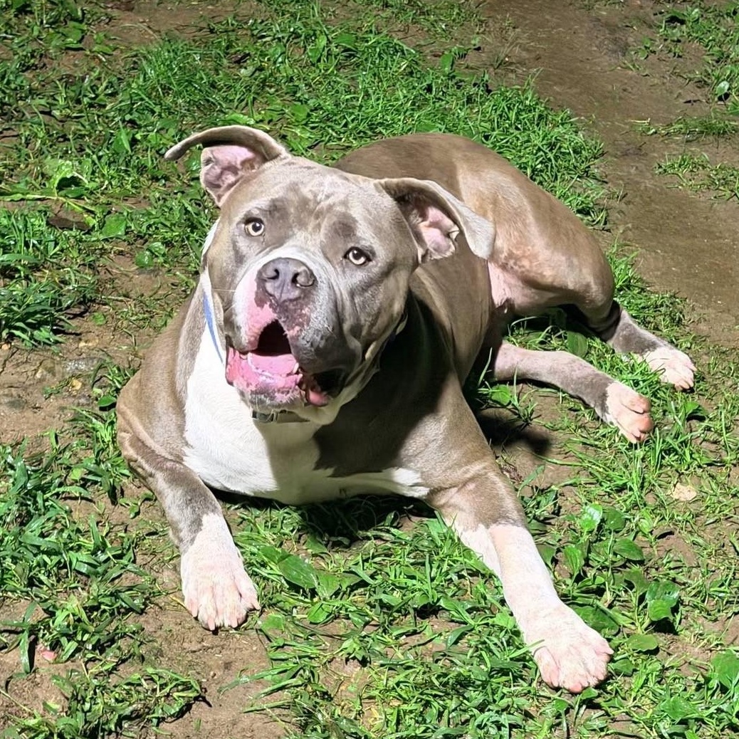 Freya, Adoptable, Young Female American Bully.