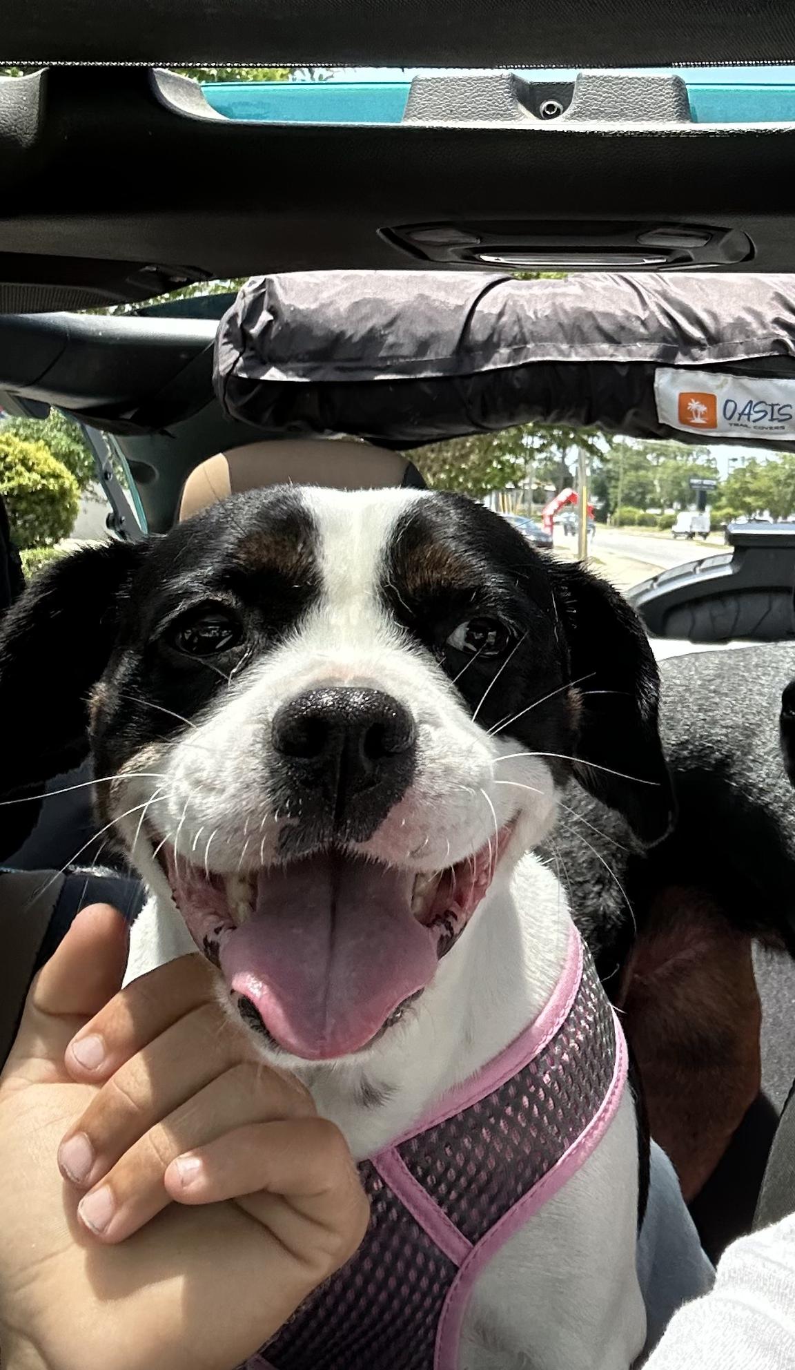 Nellie, ADOPTABLE, Adult Female Cavalier King Charles Spaniel & French Bulldog.