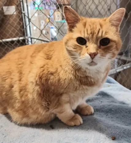 Mango, a ADOPTABLE Domestic Short Hair in Greenville, NC image 2/2